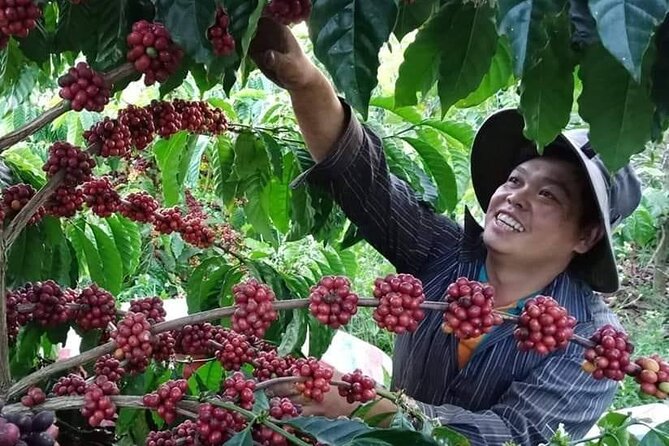 Coffee & Culture Experience _From Farm to Cup by Elon Farm - Key Things You’ll Remember