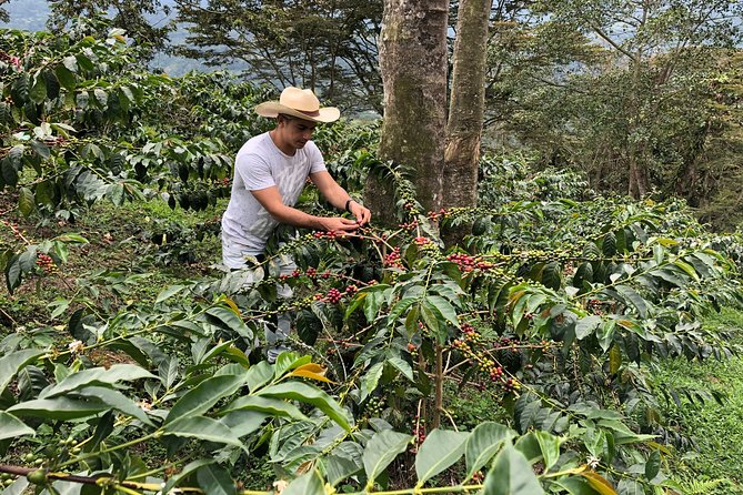 Coffee Farm and Salento Walking Tour - Getting to a 100-Year-Old Coffee Farm