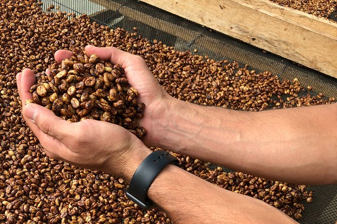 Coffee Farm and Salento Walking Tour - The Hands-On Parts: Planting Seedlings and Harvesting Cherries