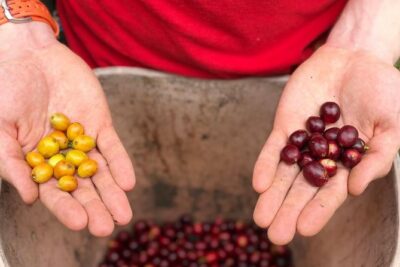 Coffee Farm and Salento Walking Tour - From Seeds to Roasters: What the Guided Walk Teaches