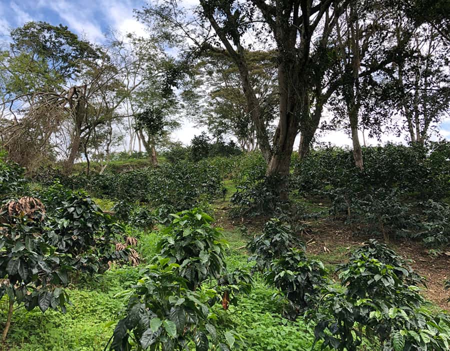 Coffee Farm and Salento Walking Tour - Price and Value: Is $93 Worth It?