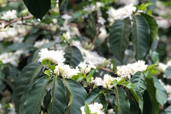 Coffee farm tour, coffee roasting and tasting experience - Fresh Brew Tasting, Snacks, and the Simple Joy of Sitting a Moment