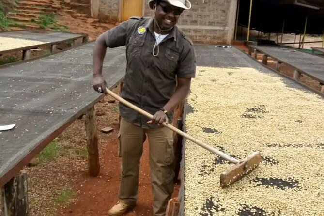 Coffee farm tour, coffee roasting and tasting experience - Guides Who Actually Make It Personal (Stanley and Duncan)