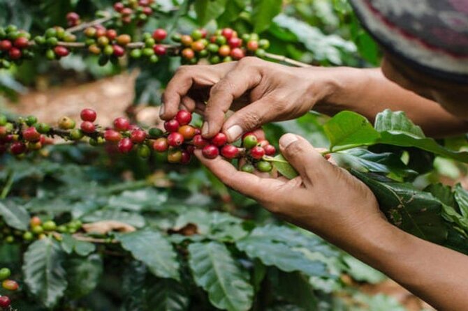 Coffee Farm Tour (Fairview) - Key highlights at a glance