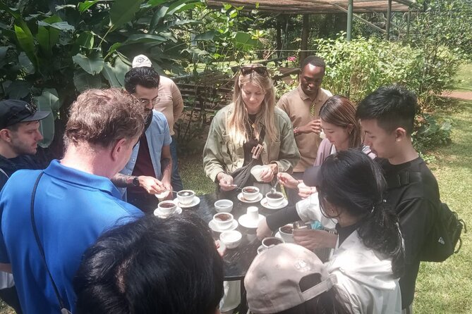 Coffee Farm Tour (Fairview) - On the farm: walking from coffee flowers to cherries