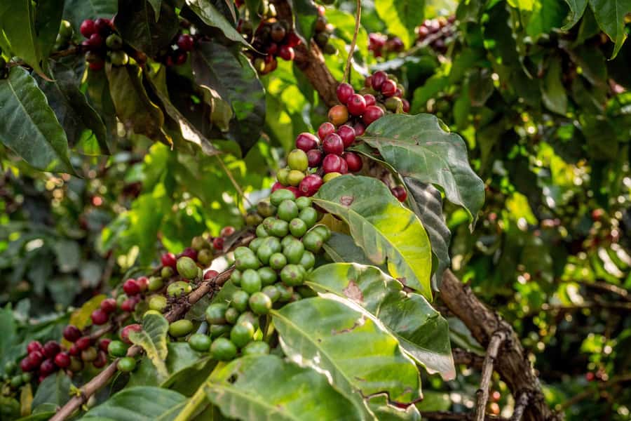 Coffee Farm Tour (Fairview) - Small things that make or break the experience