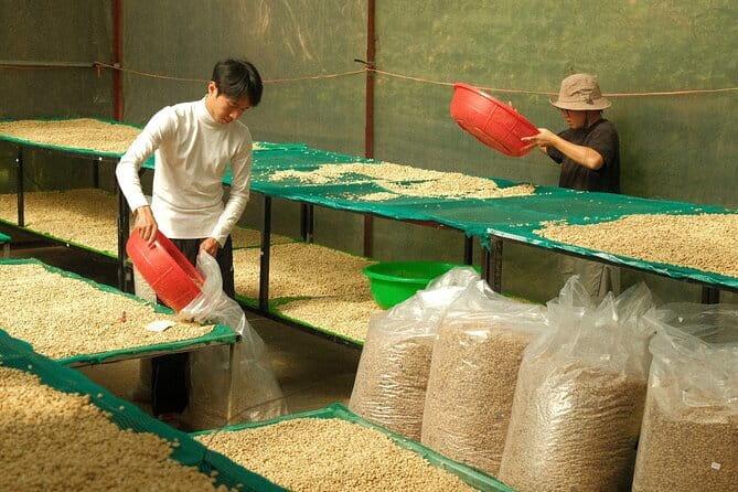 Coffee Farm Tour with Roasting & Tasting Workshop - Da Lat - Price and value: how $9.89 earns its keep