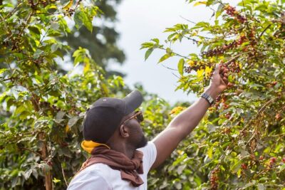 Coffee Farm Village & Factory Half Day Tour with Pick-Up - The tasting: what you’ll learn with your senses (and what to ask about)