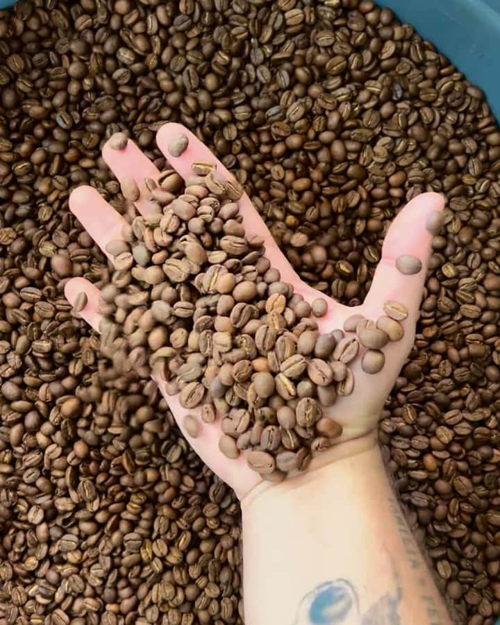 Coffee Tour Salento-Ocaso Farm- English Tour - Arriving at Finca El Ocaso: the setting and what it means for your day