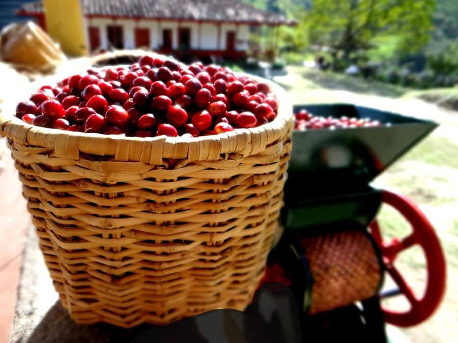 Coffee Tour Salento-Ocaso Farm- English Tour - What you should bring (and what can ruin the experience)