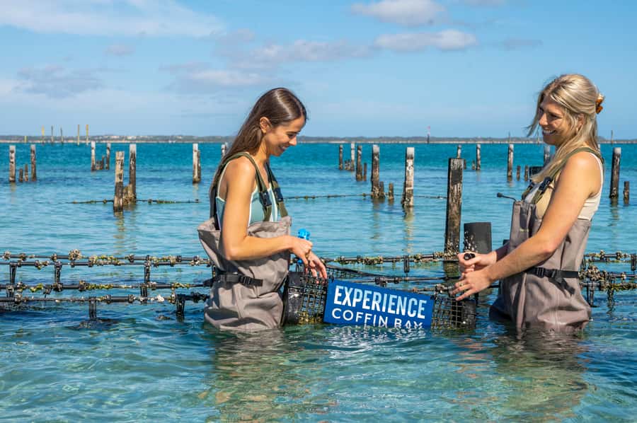 Coffin Bay: Oyster Farm Boat Tour with Wading & 12 Oysters - Who this tour fits best (and who might skip it)