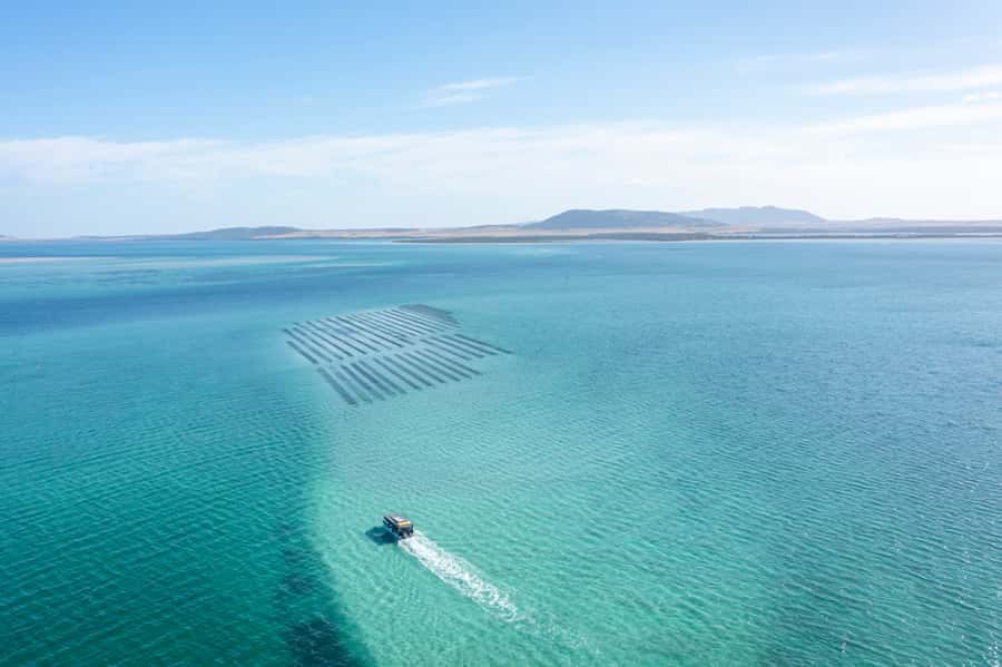 Coffin Bay: Oyster Farm Boat Tour with Wading & 12 Oysters - The meal: a dozen oysters, served fresh, with shucking tips