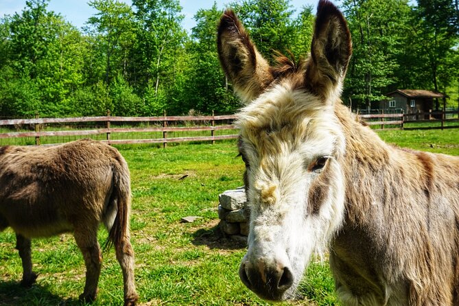 Connect with Rescue Animals on a Private Farm Tour in Catskills - A private hour with rescued animals in the Catskills