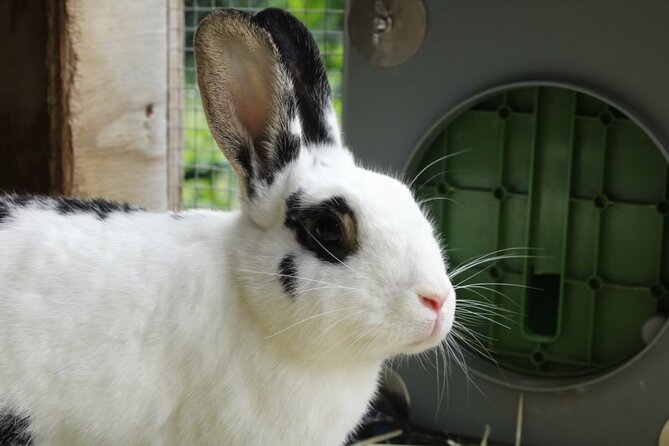 Connect with Rescue Animals on a Private Farm Tour in Catskills - What Jake adds: stories that make the farm feel personal