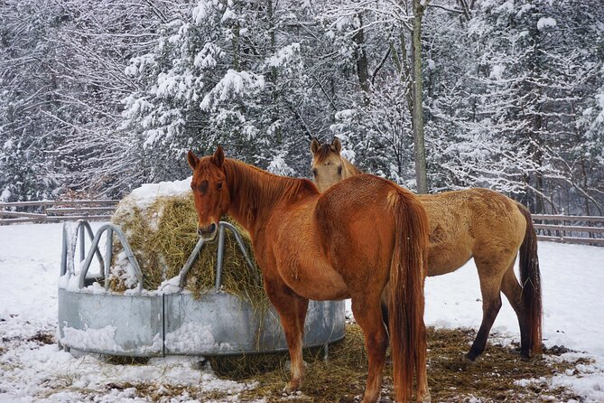 Connect with Rescue Animals on a Private Farm Tour in Catskills - Animal-led interactions: feeding, brushing, and respectful petting