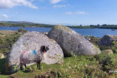 Connemara Sheep Farm experience & Kylemore Abbey by Lux Limousine - The Connemara drive that stops for the right views: Lough Inagh, Killary Fjord, and the Wild Atlantic Way