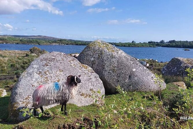 Connemara Sheep Farm experience & Kylemore Abbey by Lux Limousine - The Connemara drive that stops for the right views: Lough Inagh, Killary Fjord, and the Wild Atlantic Way