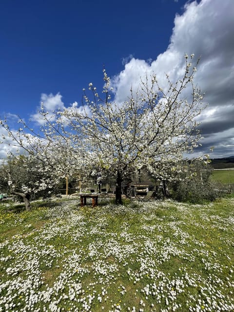 Cooking class in our family farm in Chianti with lunch - Wines and extra virgin olive oil: tasting with the right context