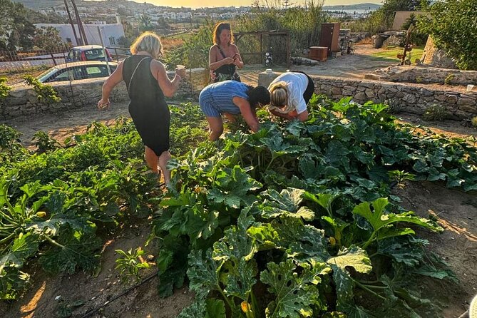Cooking Class Sunset Dinner and Tour in Paros Farm - Should You Book Cooking Class Sunset Dinner and Tour in Paros Farm?