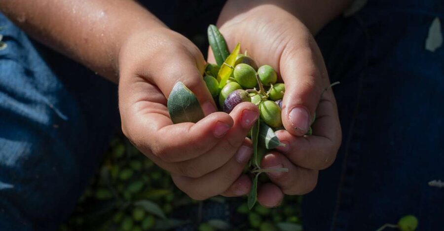 Corfu: Organic Olive Oil Farm Tour with Transfer and Tasting - Should You Book This Corfu Organic Olive Oil Farm Tour?