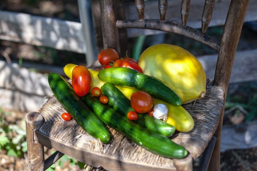 Corfu: Organic Olive Oil Farm Tour with Transfer and Tasting - Award-Winning Olive Oil Tasting and the Seasonal Vegetable Pairing