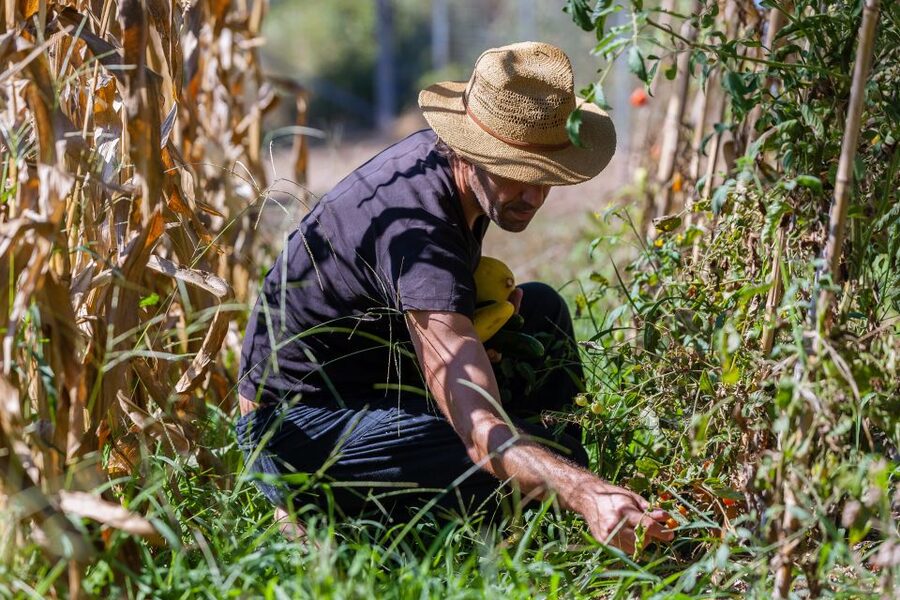 Corfu: Organic Olive Oil Farm Tour with Transfer and Tasting - Who This Tour Suits Best (And Who Might Want More Time)