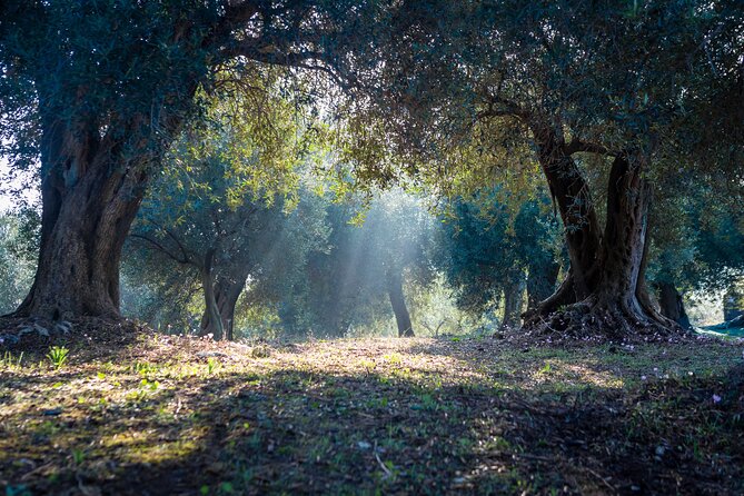 Corfu Organic Olive Oil Tasting at Family Farm - A practical olive-farm outing near Corfu Town