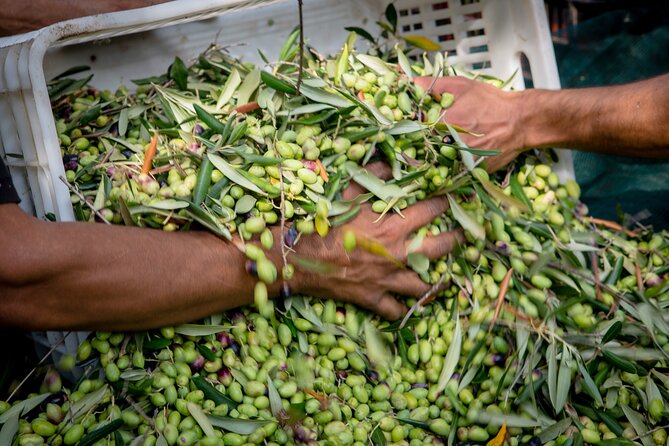 Corfu Organic Olive Oil Tasting at Family Farm - Step into Dr. Kavvadia’s organic farm walk