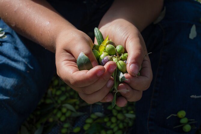 Corfu Organic Olive Oil Tasting at Family Farm - Getting there: Old Fortress meet point and pickup limits
