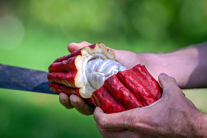 Craft Chocolate Tasting and Farm Experience on the Big Island - Quick hits you’ll care about