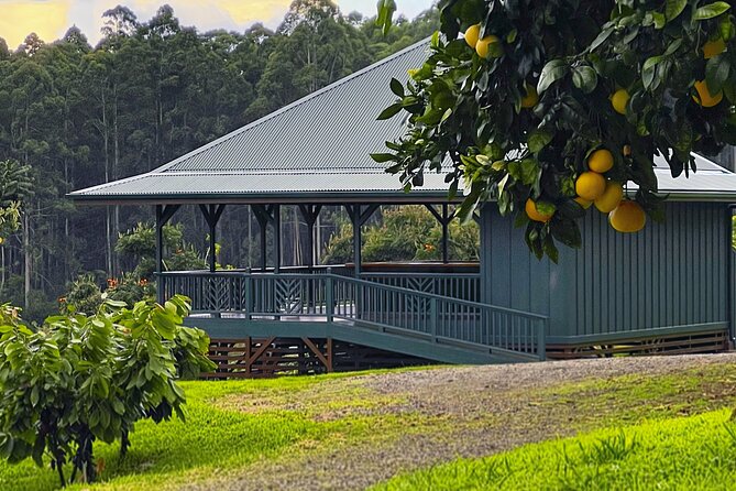 Craft Chocolate Tasting and Farm Experience on the Big Island - The orchard walk with Wrenn Bunker: cacao farming in plain language