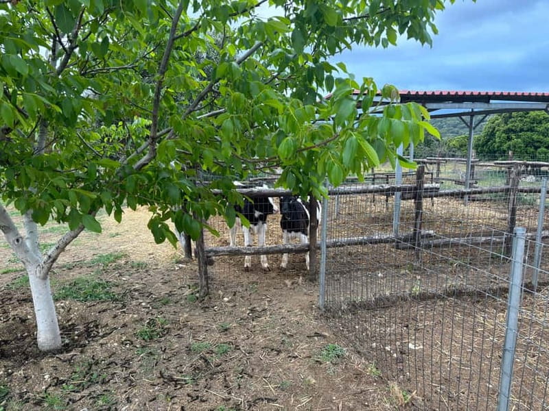 Crete: Farm Visit with Cheese Tasting and Milking Experience - Watching cheese get made and helping with the process