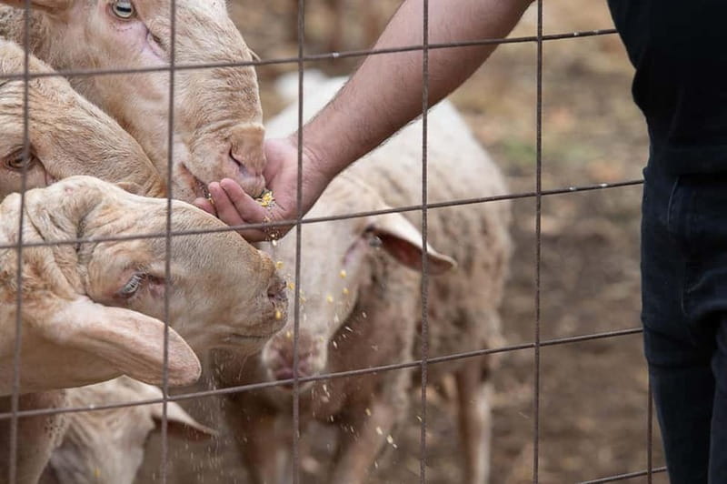 Crete: Farm Visit with Cheese Tasting and Milking Experience - Price and value: what $28.23 buys you here