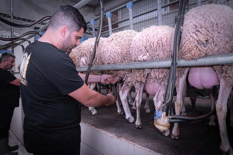 Crete: Farm Visit with Cheese Tasting and Milking Experience - Arriving at Arkadianos Farm: Animals, Feeding, and a Play-Friendly Place