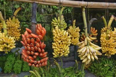 Cuenca to Guayaquil one-way tour with Cajas Park and a Cacao Farm visit - Leaving Cuenca: private AC van comfort that keeps the day smooth