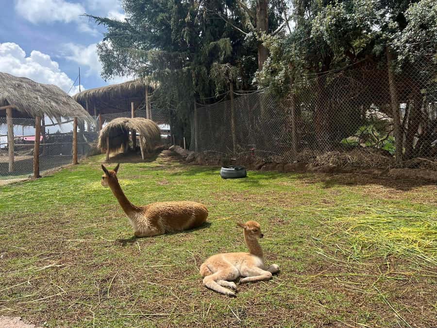 Cusco: Alpaca and Llama Farm Tour w/ Transfer & Weaving Demo - Key highlights to know before you go