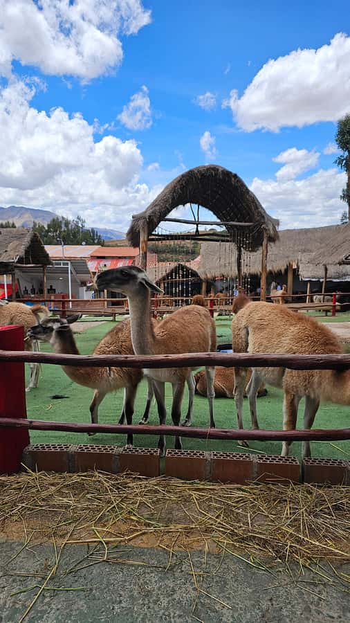 Cusco: Alpaca and Llama Farm Tour w/ Transfer & Weaving Demo - Leaving Cusco: the short ride to Manos de la Comunidad