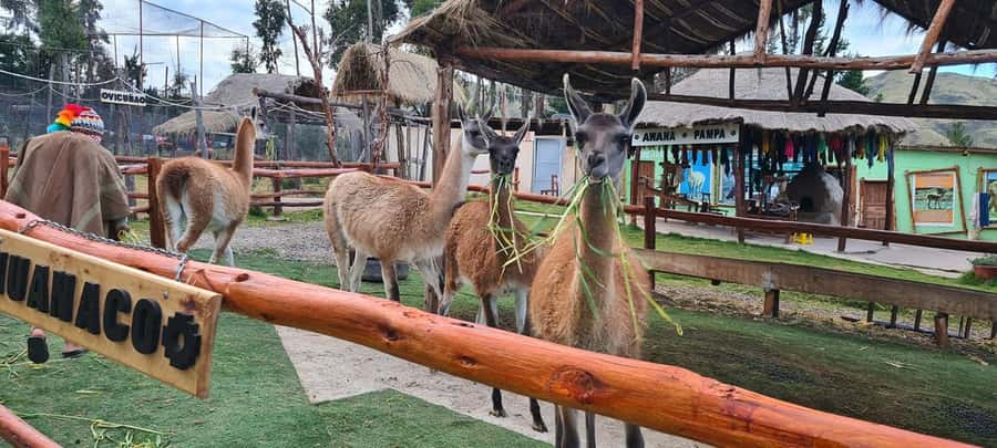 Cusco: Alpaca and Llama Farm Tour w/ Transfer & Weaving Demo - The Inca connection: why camelids mattered on a practical level