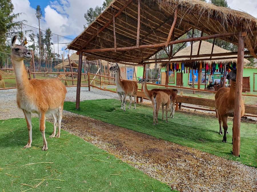 Cusco: Alpaca and Llama Farm Tour w/ Transfer & Weaving Demo - Weaving demonstration: turning fiber into textiles the old way