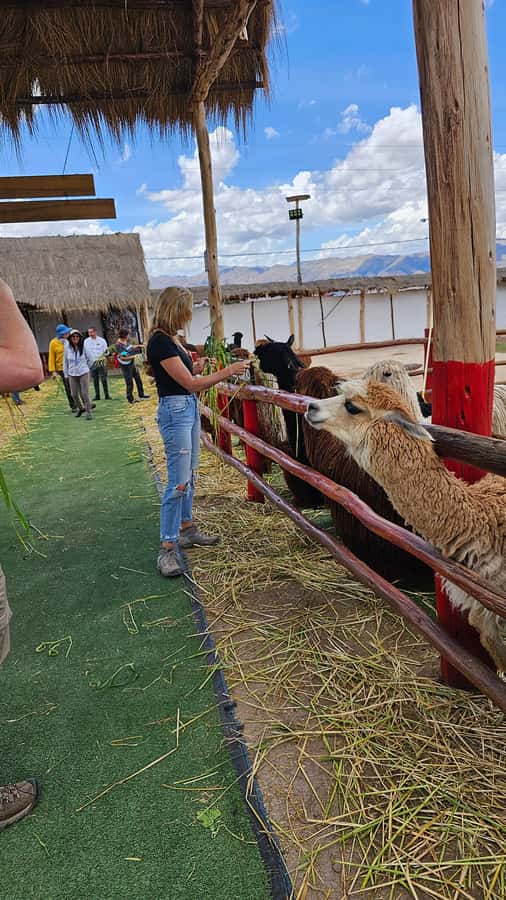 Cusco: Alpaca and Llama Farm Tour w/ Transfer & Weaving Demo - Who should book this alpaca and llama farm tour