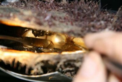 Cygnet Bay Pearl Farm Behind-the-Scenes Tour & Live Harvest - Live Pearl Harvest: What You’ll Actually Learn to Watch For