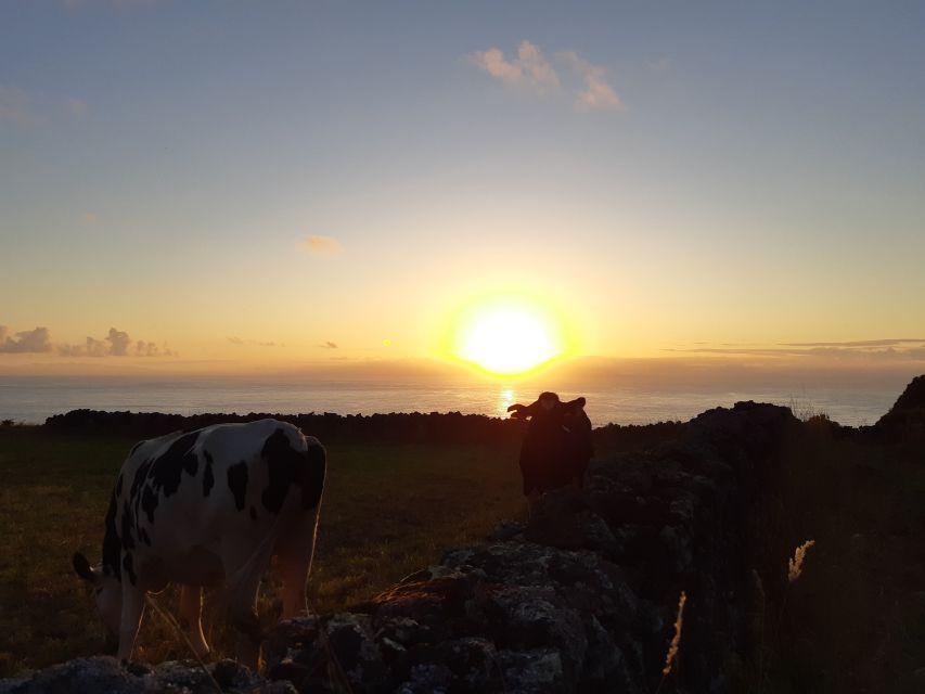 Dairy farm Visit and Cow Milking Experience in Azores - Key Things I’d Watch For on This Azores Milking Experience