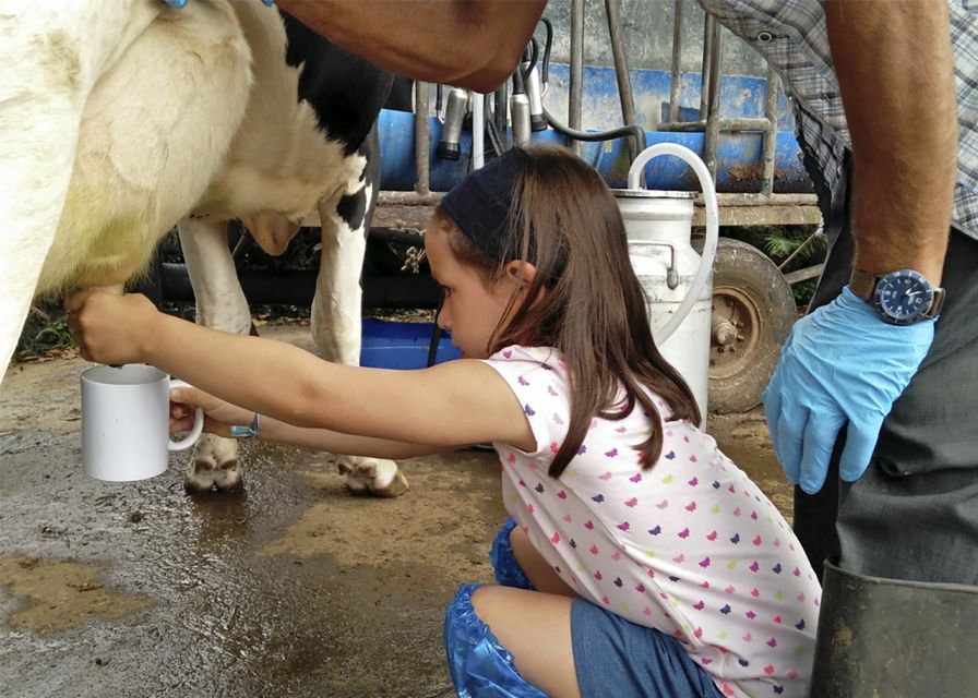 Dairy farm Visit and Cow Milking Experience in Azores - Photo Stops and Pasture Views Without the Rush