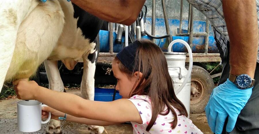 Dairy farm Visit and Cow Milking Experience in Azores - Logistics That Matter: Timing, Group Size, and Practical Comfort