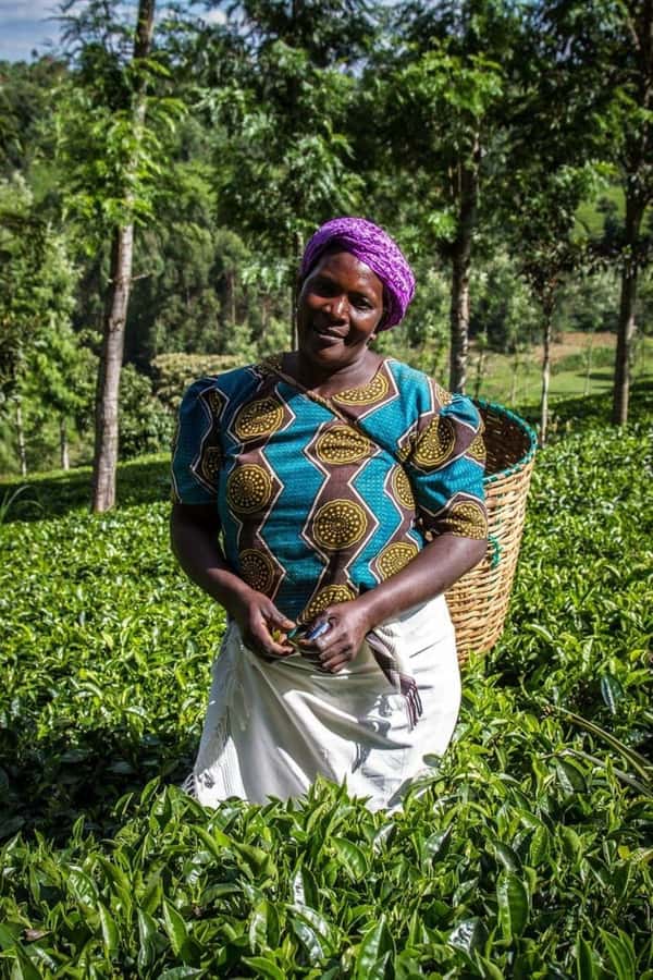 Day Tour to Fairview Coffee Farm - Key Things That Make This Coffee Tour Worth Your Time