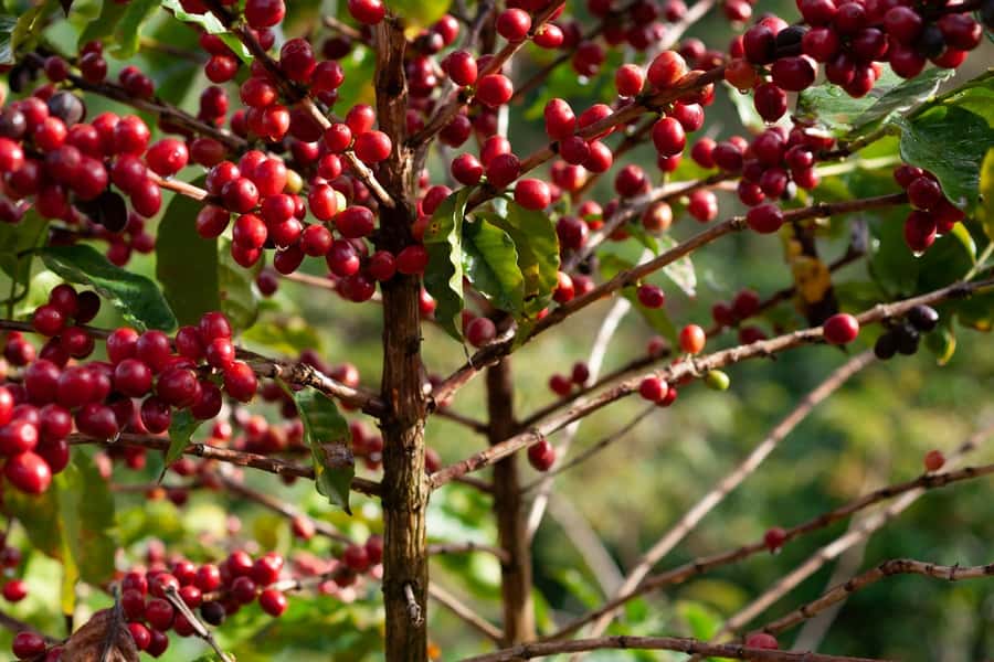 Day Tour to Fairview Coffee Farm - Why Fairview Coffee Estate Works So Well for First-Timers
