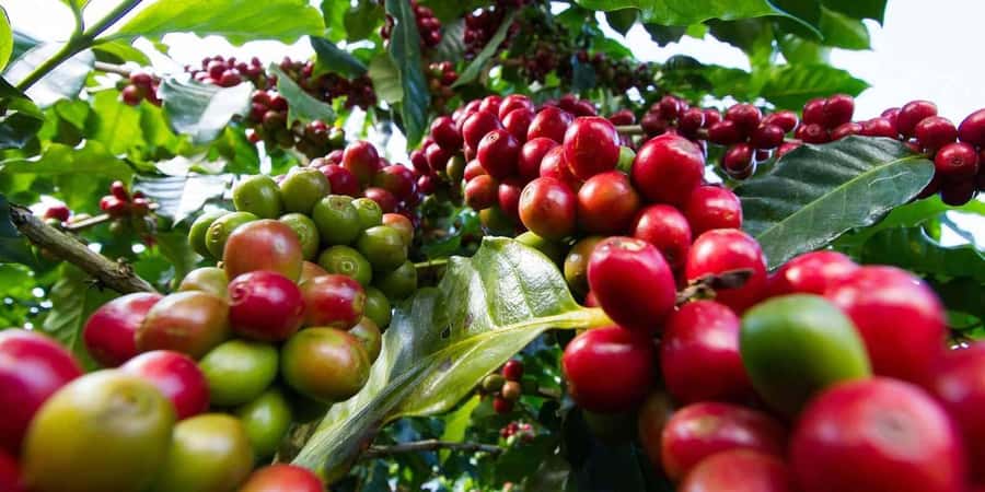 Day Tour to Fairview Coffee Farm - First Stop On the Ground: Farm History Before You See the Machines