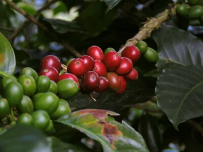 Day Tour to Fairview Coffee Farm - Getting to Kiambu: Quick Nairobi Pickup, Short Ride Out