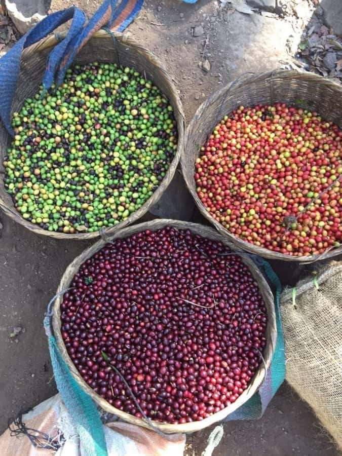 Day Tour to Fairview Coffee Farm - The Coffee Factory Visit: Processing Stages You Can Put Into Words