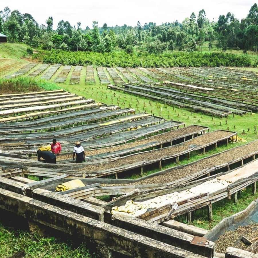Day Tour to Fairview Coffee Farm - The Coffee Lab and Roasting Tasting: Where Flavor Becomes Real